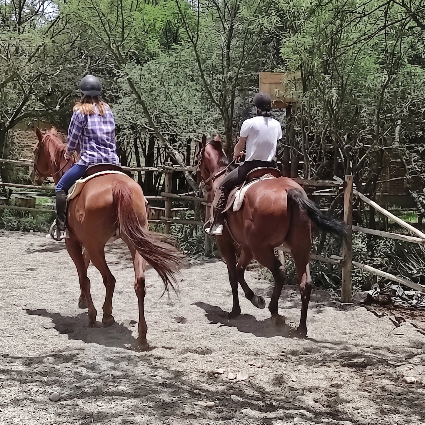 Horse Rides around La Paz Valleys
