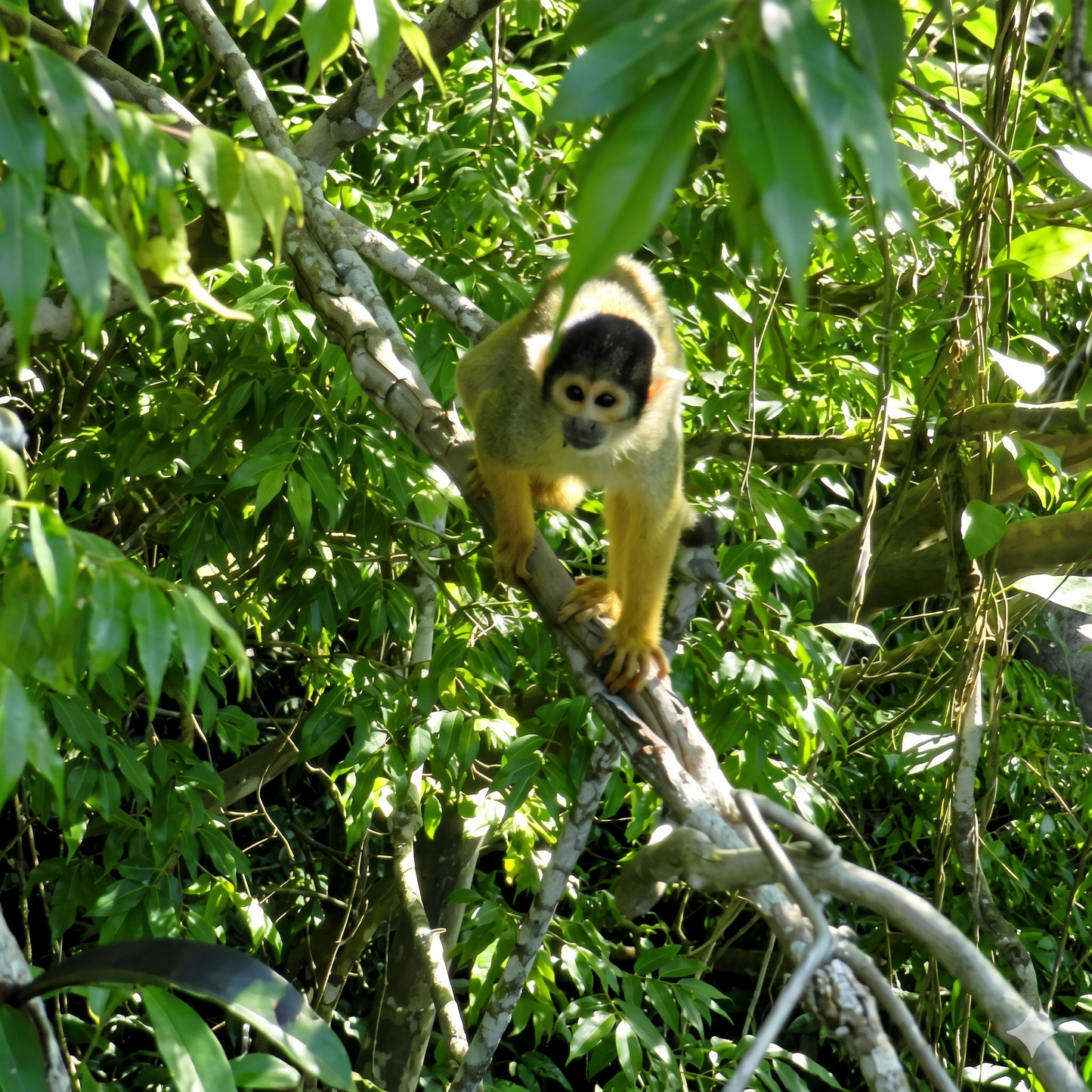 Selva Amazonica Pampas Chuchini