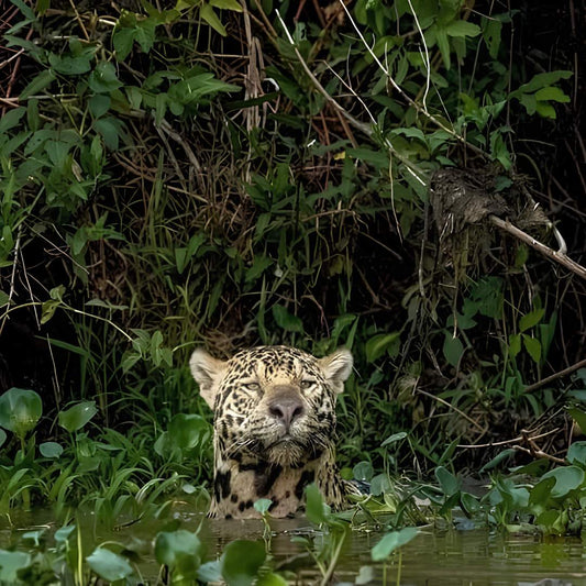 3 Días y 2 Noches en Rurrenabaque | Amazonia Boliviana