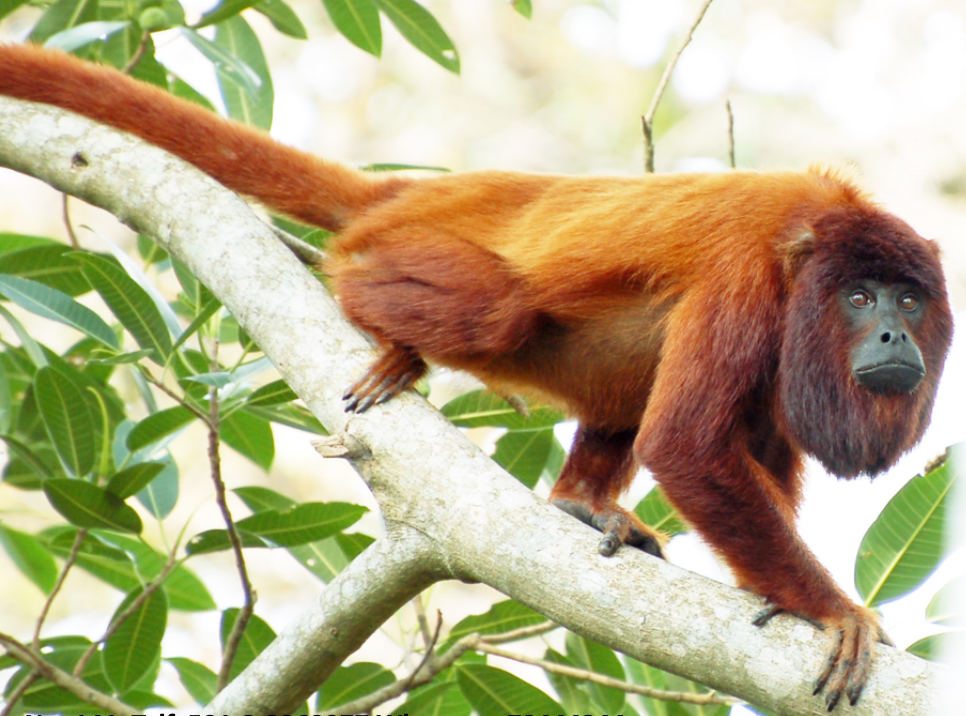 Aventura en Rurrenabaque | Amazonia Boliviana