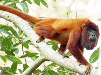 Aventura en Rurrenabaque | Amazonia Boliviana