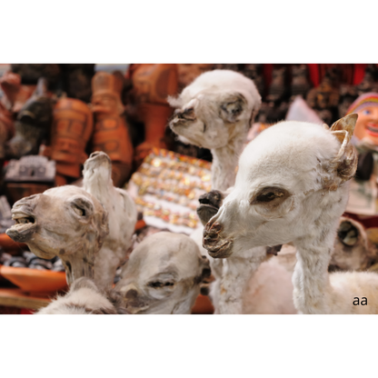 Mercado de las Brujas de La Paz — El mercado más misterioso de Bolivia