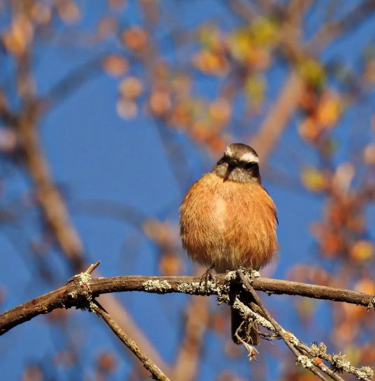 Birdwatching at Bosquecillo de Auquisamaña