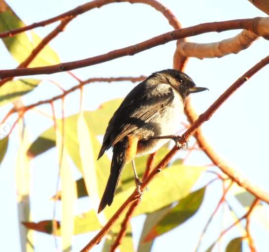 Aviturismo en Bosquecillo de Auquisamaña